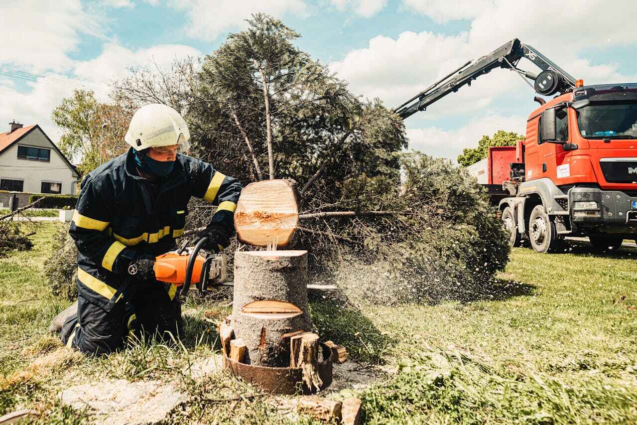 Large Tree Removal in Alexandria, LA